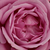 Fioletowy  - Róże rabatowe floribunda - Blue Parfum ®